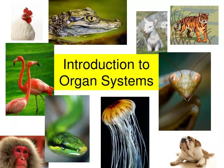 introduction to organ systems