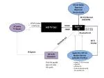 Comprehensive Guide to iCloud, Bluetooth, and HDMI Connections for Your HD TV - slide 1