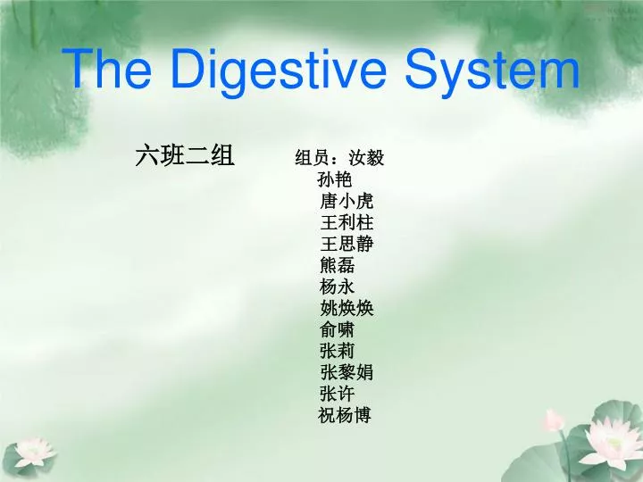 the digestive system