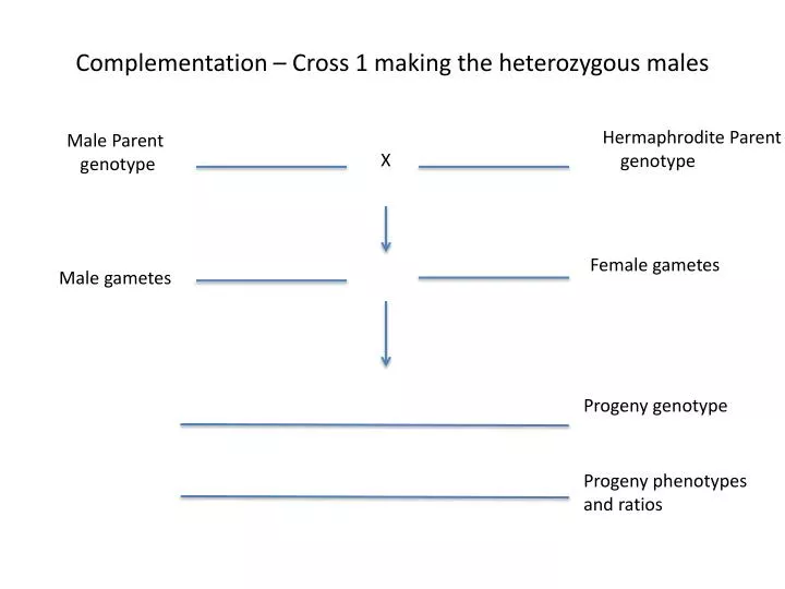 complementation cross 1 making the heterozygous males