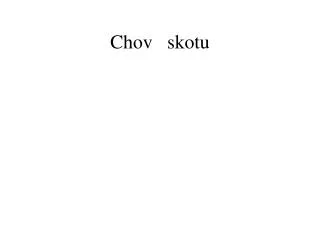 chov skotu