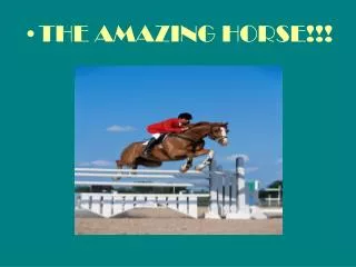 THE AMAZING HORSE!!!