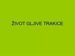 ivot gljive trakice