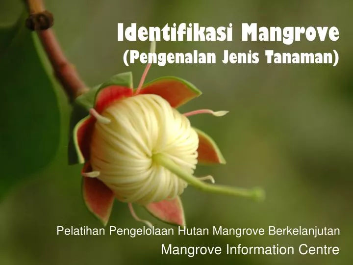 identifikasi mangrove pengenalan jenis tanaman