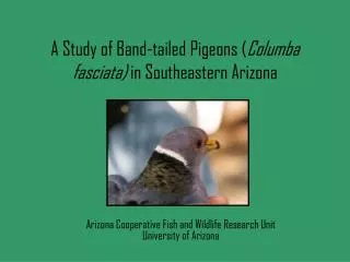 A Study of Band-tailed Pigeons ( Columba fasciata) in Southeastern Arizona