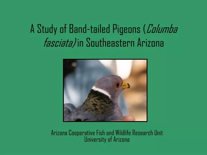 a study of band tailed pigeons columba fasciata in southeastern arizona