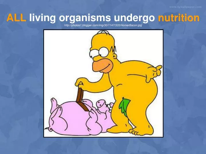 all living organisms undergo nutrition http photos1 blogger com img 30 1147 320 homerbacon jpg