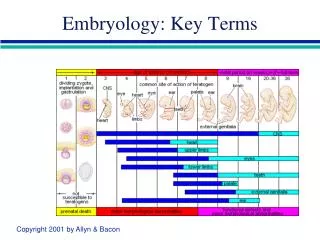 Embryology: Key Terms