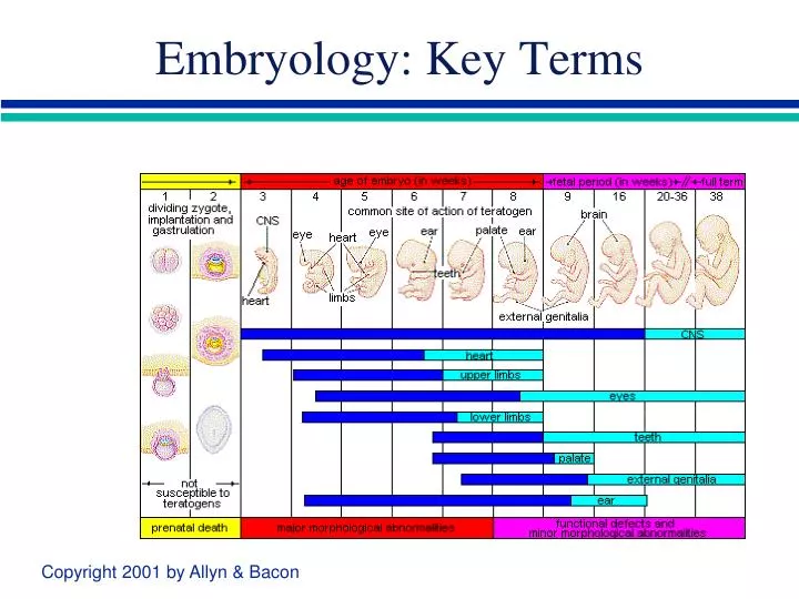 embryology key terms