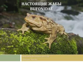 bufonidae