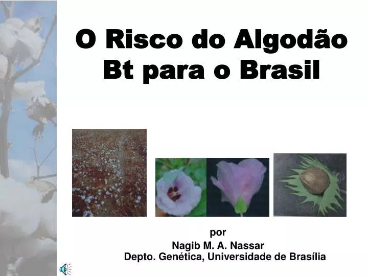 o risco do algod o bt para o brasil