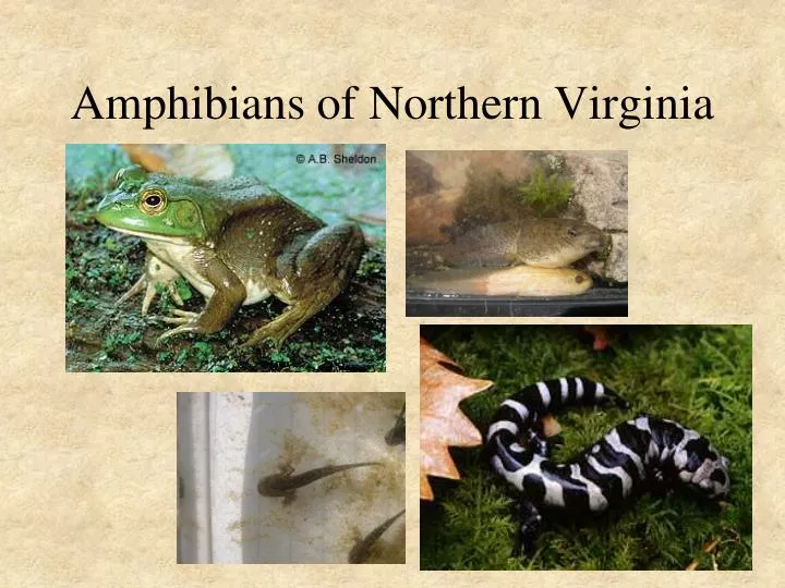amphibians of northern virginia