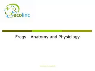 Frogs - Anatomy and Physiology