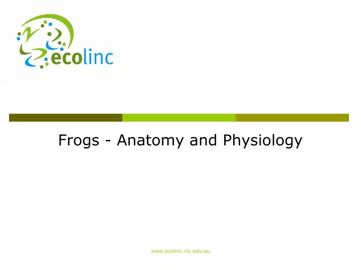 frogs anatomy and physiology