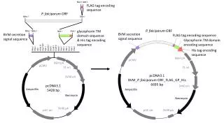 Ampicillin