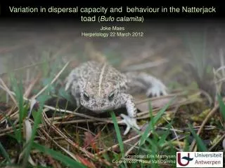 Variation in dispersal capacity and behaviour in the Natterjack toad ( Bufo calamita )