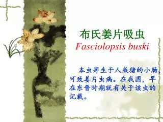 fasciolopsis buski