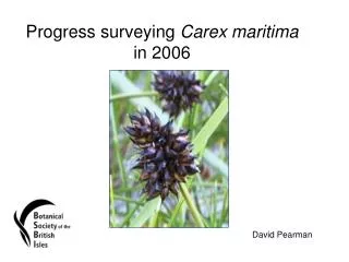 Progress surveying Carex maritima in 2006