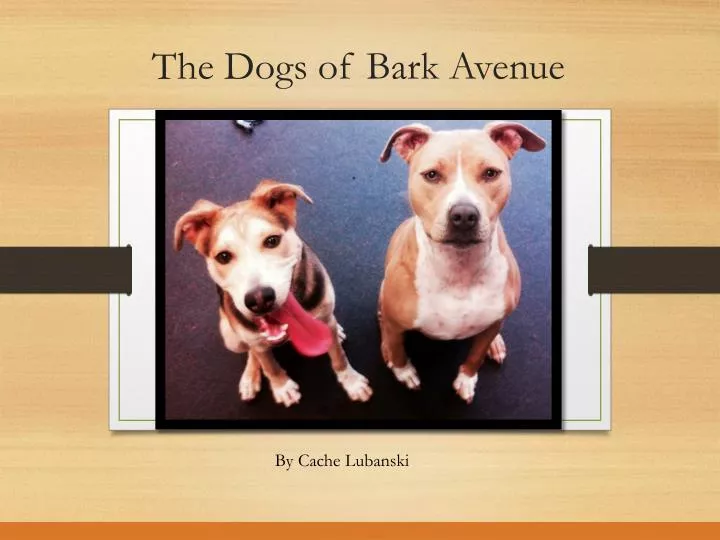 the dogs of bark avenue