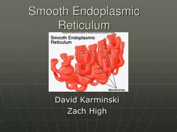 Endoplasmic Reticulum Stock Illustrations – 760 Endoplasmic Reticulum Stock  Illustrations, Vectors & Clipart - Dreamstime