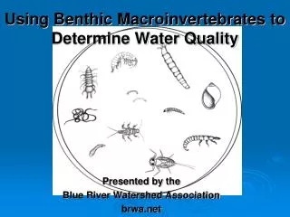 Using Benthic Macroinvertebrates to Determine Water Quality