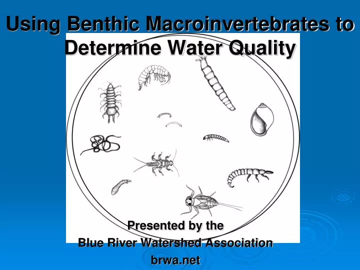 using benthic macroinvertebrates to determine water quality