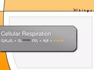 Cellular Respiration