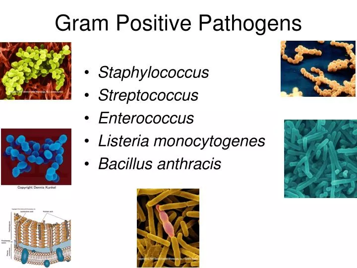 gram positive pathogens