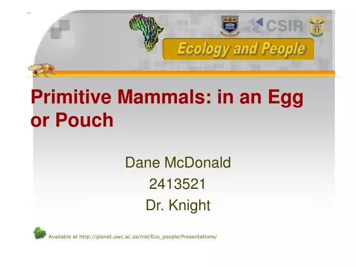 primitive mammals in an egg or pouch