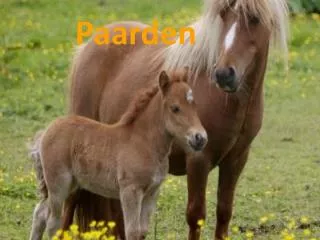 paarden