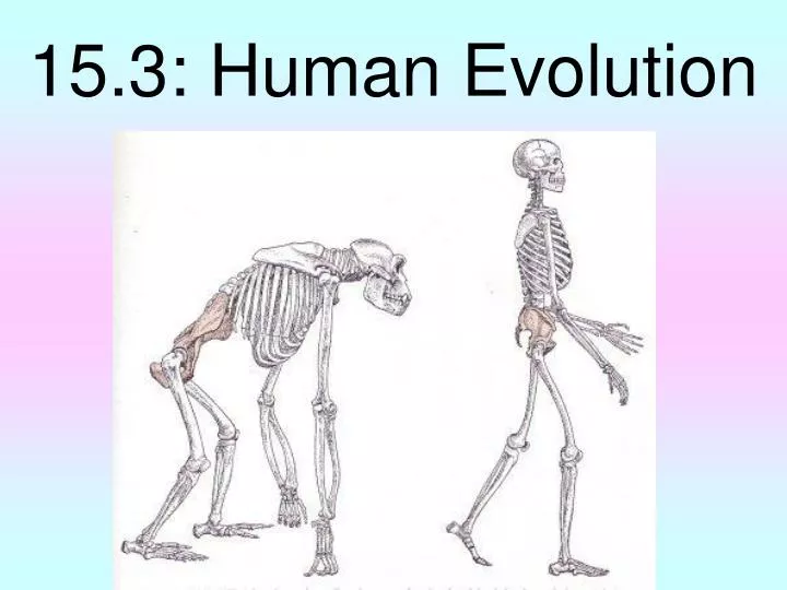 15 3 human evolution