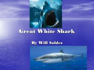 Great White Shark