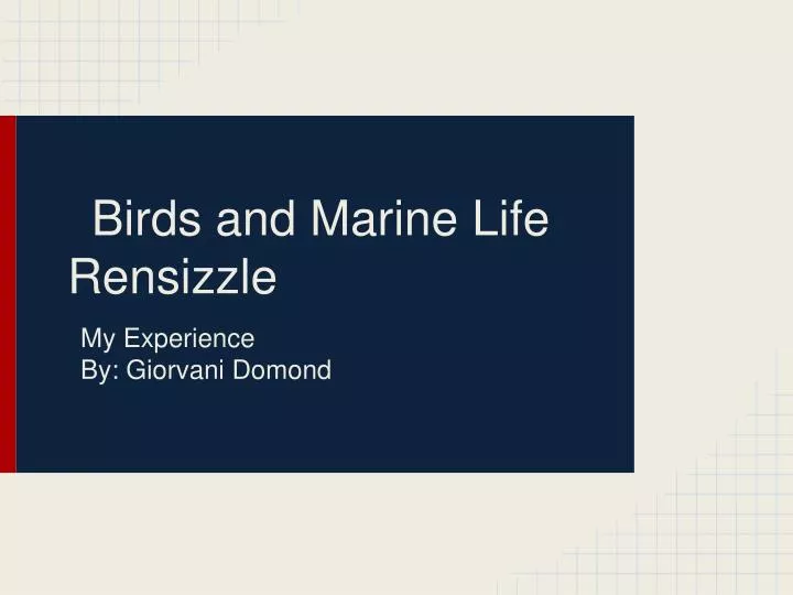 birds and marine life rensizzle