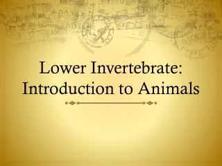 Lower Invertebrate: Introduction to Animals