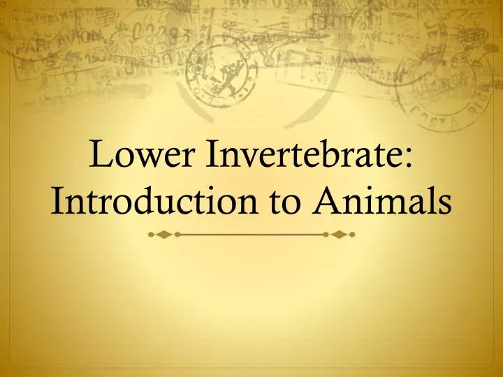 lower invertebrate introduction to animals