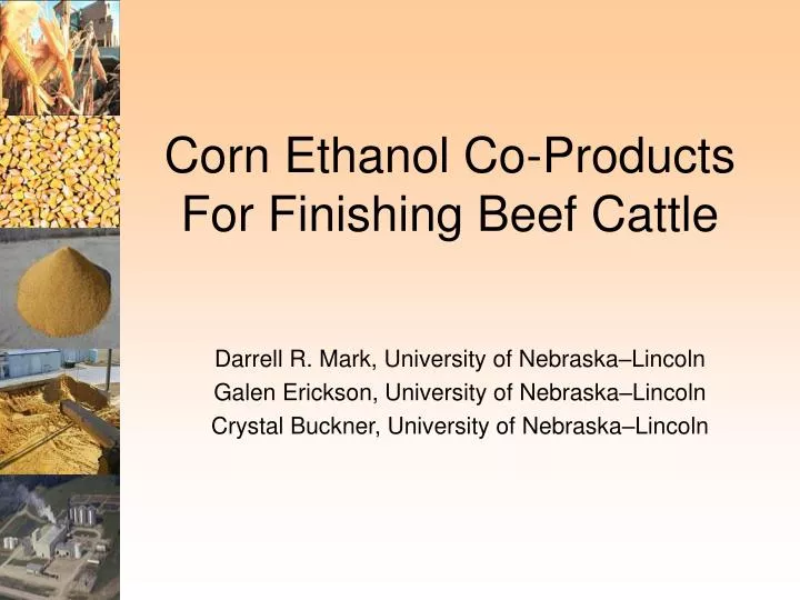 corn ethanol co products for finishing beef cattle