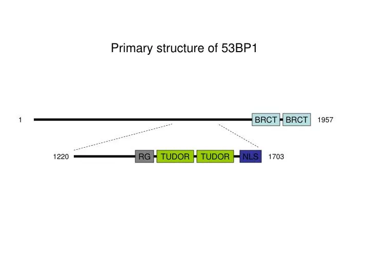 primary structure of 53bp1