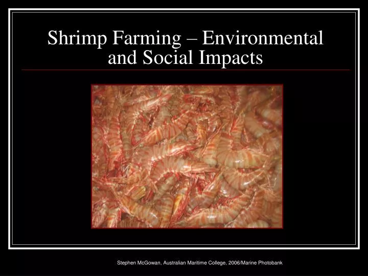 shrimp farming environmental and social impacts