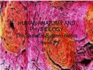 HUMAN ANATOMY AND PHYSIOLOGY The Skeletal System Notes
