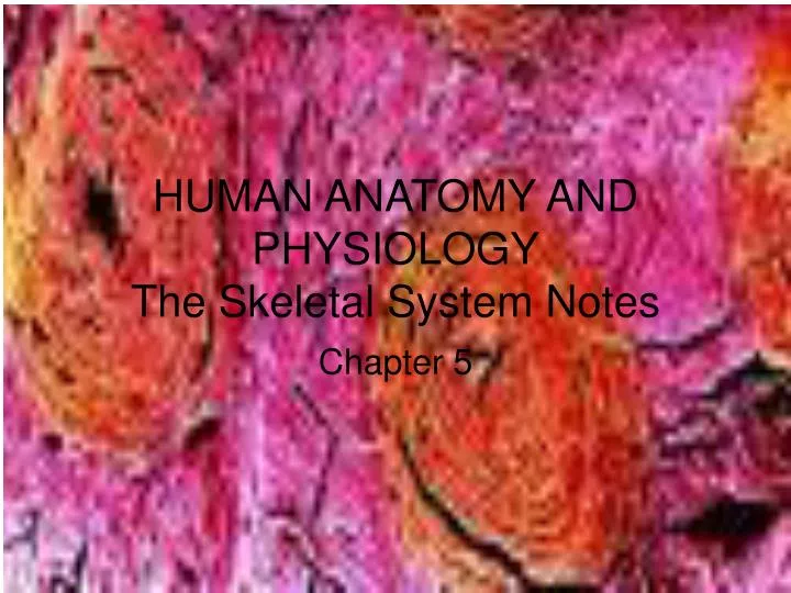 human anatomy and physiology the skeletal system notes