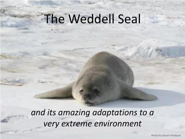 the weddell seal