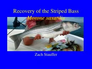 Recovery of the Striped Bass Morone saxatilis
