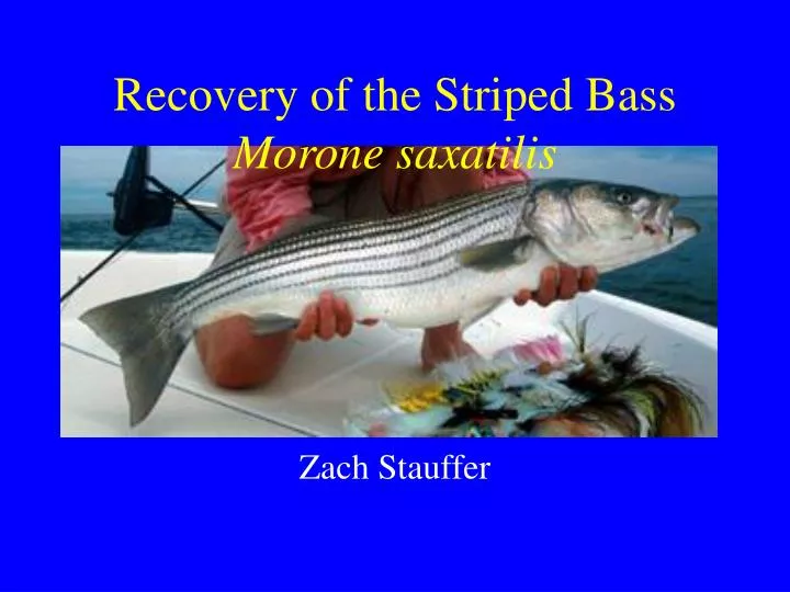 recovery of the striped bass morone saxatilis