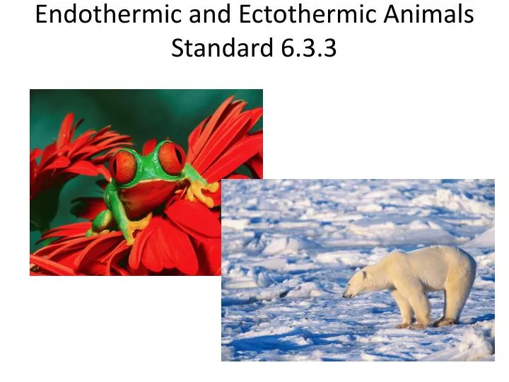 endothermic and ectothermic animals standard 6 3 3