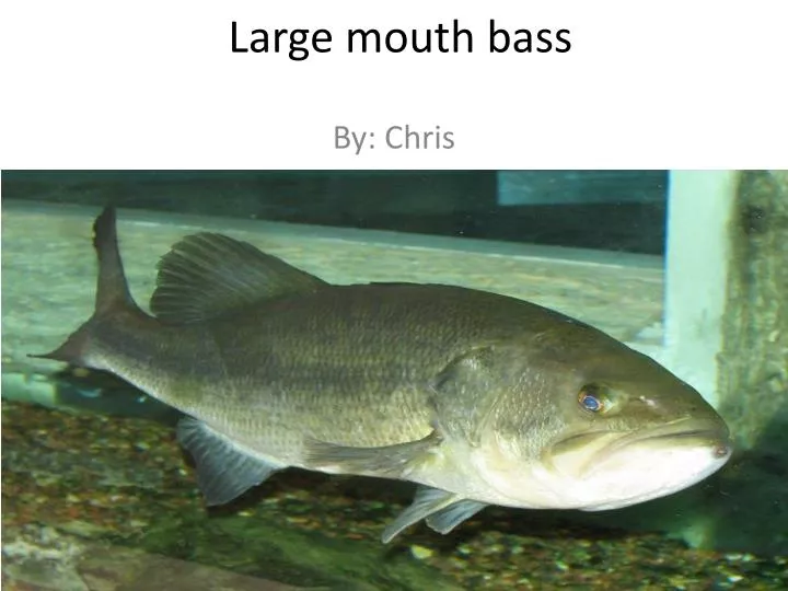 large mouth bass