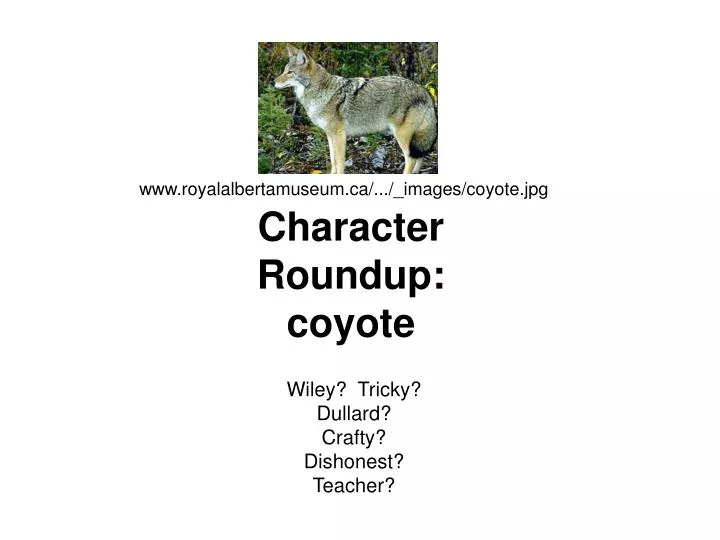 character roundup coyote