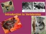 Introduction to Vertebrates - slide 1