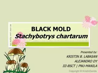 BLACK MOLD Stachybotrys chartarum