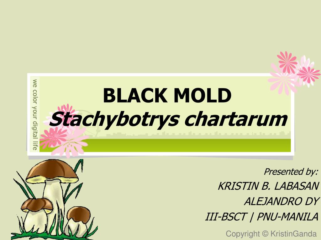 PPT - BLACK MOLD Stachybotrys chartarum PowerPoint Presentation, free ...