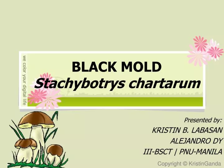 black mold stachybotrys chartarum